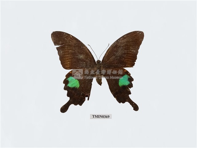 Papilio paris nakaharai Collection Image, Figure 2, Total 4 Figures