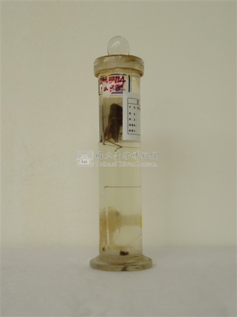 蚱蜢透視標本藏品圖，第1張