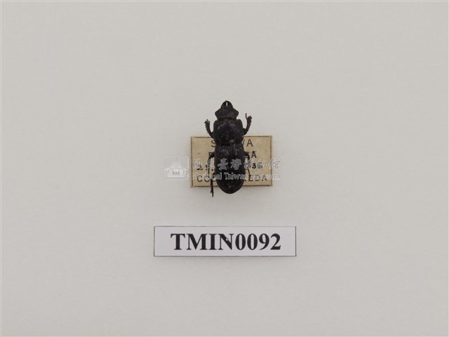 矮鍬形蟲藏品圖，第1張