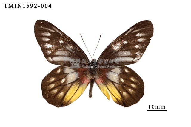 Accession Number:TMIN1592-004 Collection Image, Figure 1, Total 4 Figures