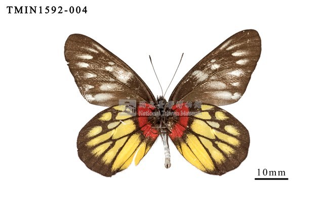 Accession Number:TMIN1592-004 Collection Image, Figure 3, Total 4 Figures