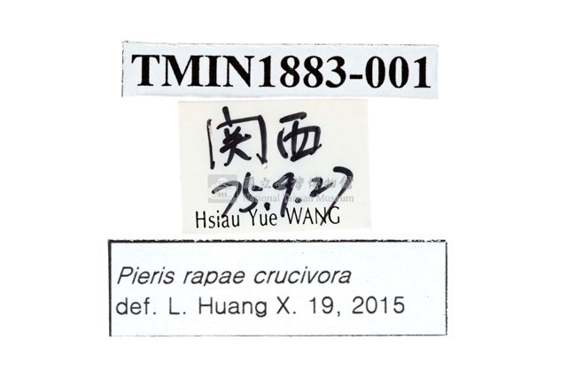 白粉蝶藏品圖，第2張