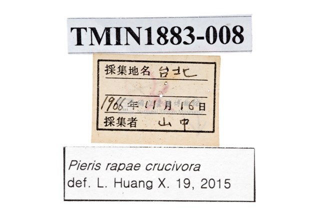 白粉蝶藏品圖，第4張