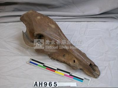 野豬頭骨(祀壺用)藏品圖，第5張