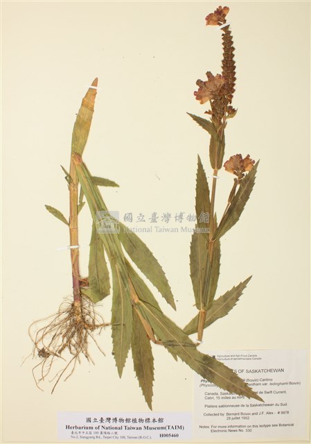 雷氏囊萼花藏品圖，第1張
