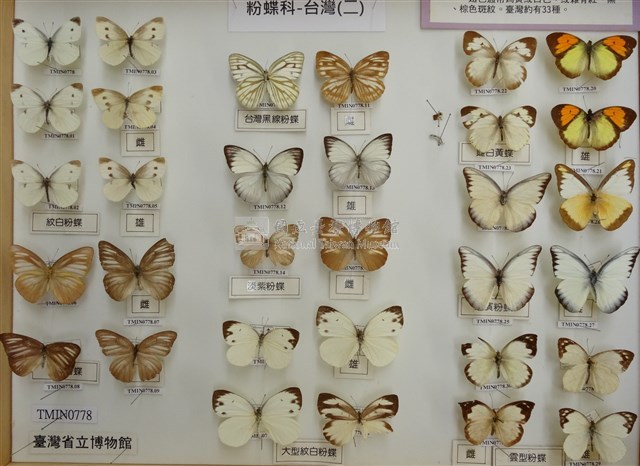 白粉蝶藏品圖，第2張