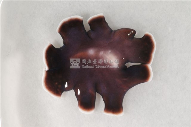 黃點黑扁蟲藏品圖，第2張