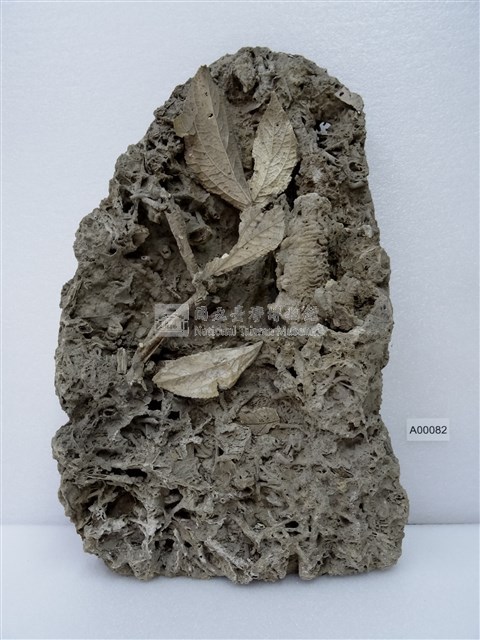 闊葉樓梯草藏品圖，第1張