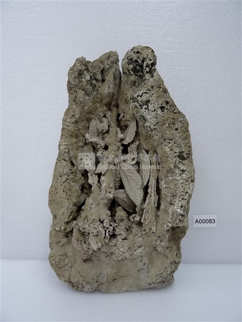 闊葉樓梯草藏品圖，第1張