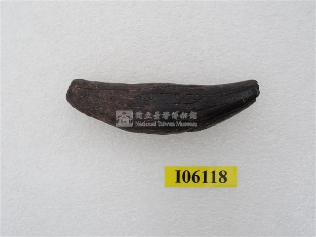肉食類犬齒藏品圖，第1張