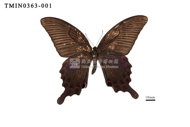 Papilio dialis tatsuta Collection Image, Figure 1, Total 4 Figures