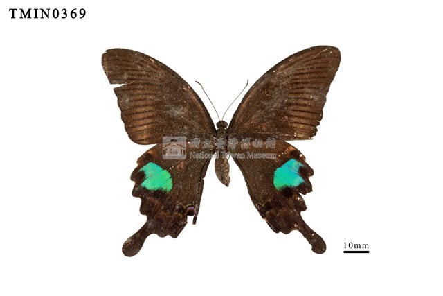 Papilio paris nakaharai Collection Image, Figure 1, Total 4 Figures