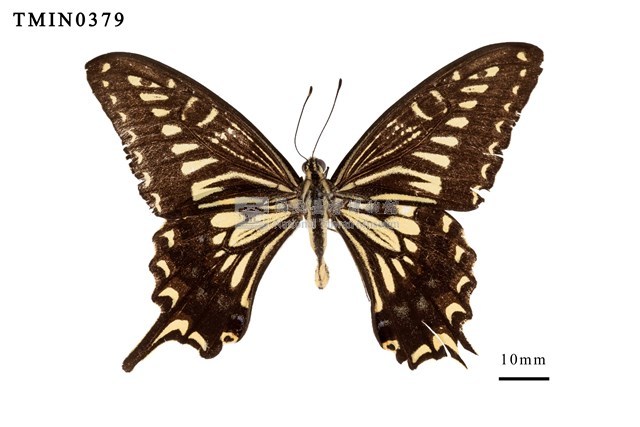 Papilio xuthus xuthus Collection Image, Figure 1, Total 4 Figures