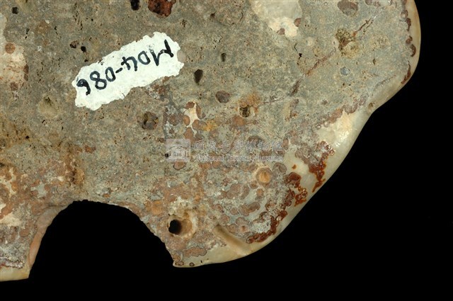 Aragonite Collection Image, Figure 20, Total 20 Figures