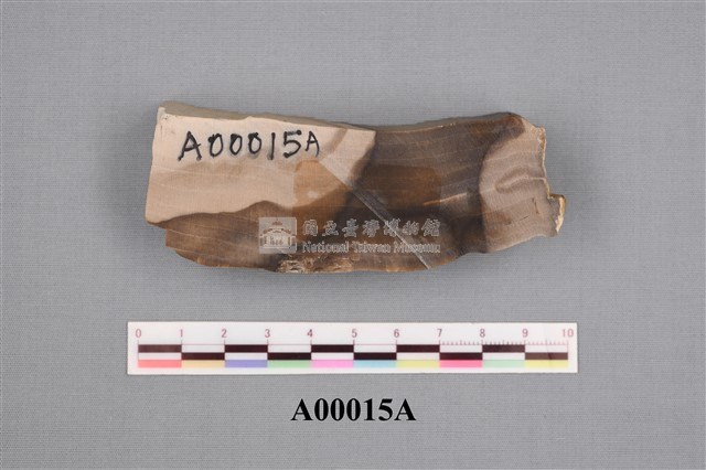 松科化石藏品圖，第4張