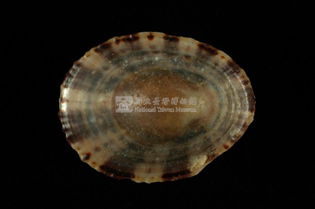 斗笠螺藏品圖，第4張