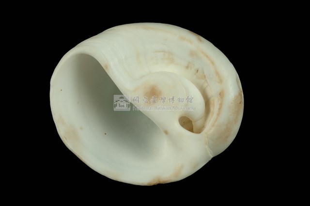 扁球玉螺藏品圖，第4張