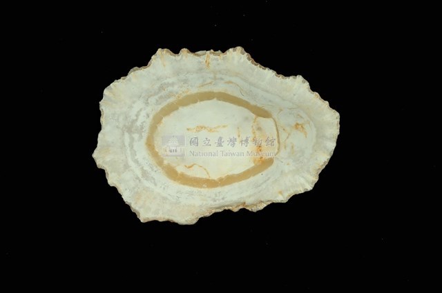 大星笠螺藏品圖，第4張
