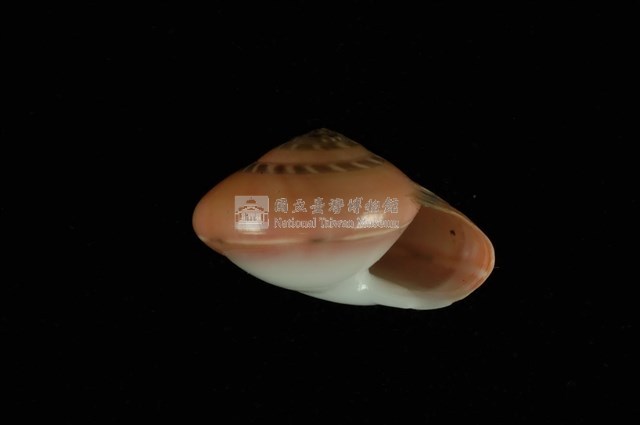 彩虹䗉螺藏品圖，第4張