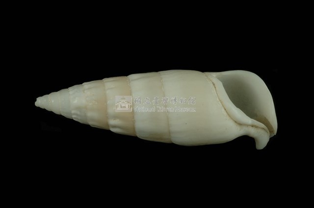 竹筍蟹守螺藏品圖，第4張