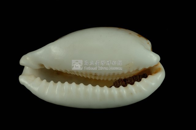 花鹿寶螺藏品圖，第4張
