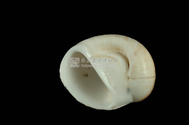 相模灣玉螺藏品圖，第4張