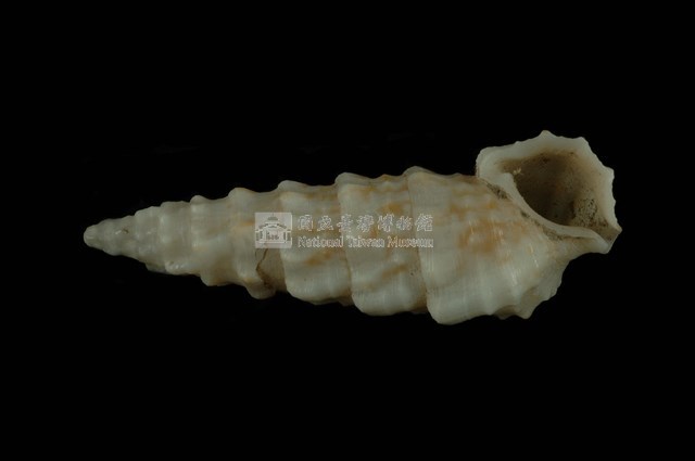 太平洋蟹守螺藏品圖，第4張