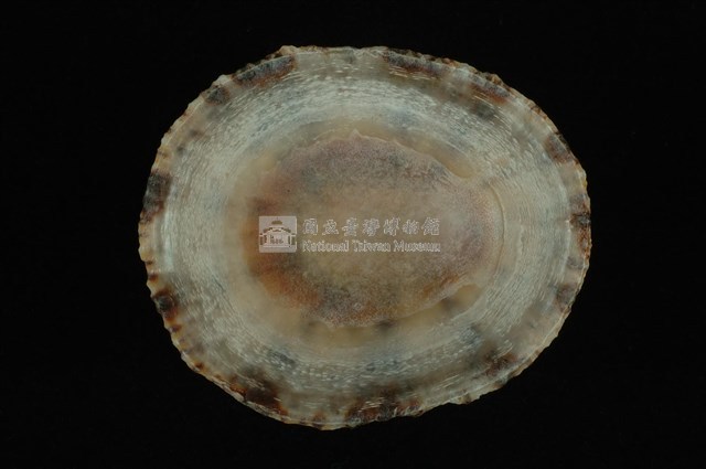斗笠螺藏品圖，第4張
