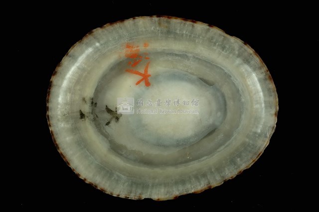 龜甲笠螺藏品圖，第4張