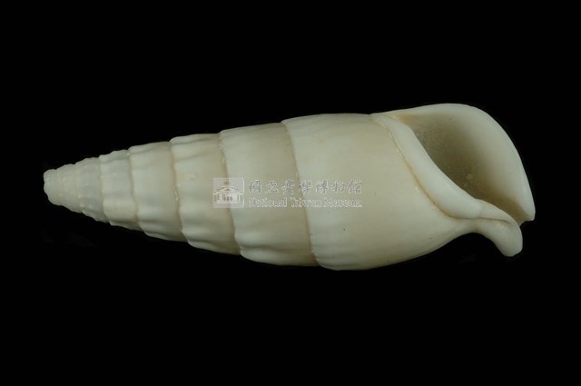 竹筍蟹守螺藏品圖，第4張