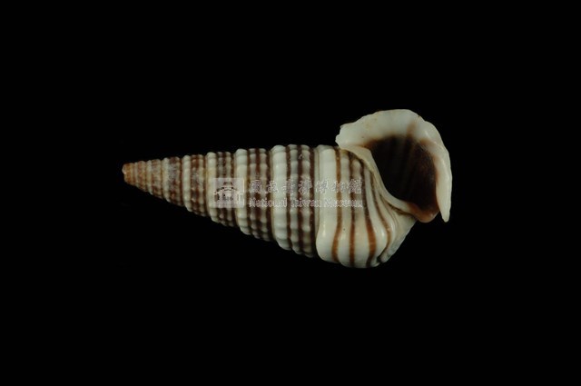 栓海蜷藏品圖，第4張