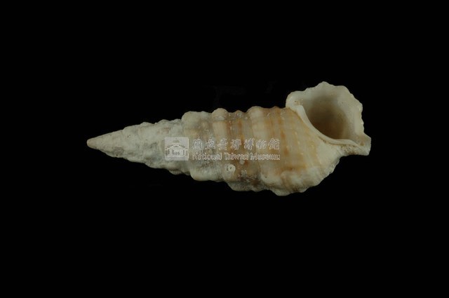太平洋蟹守螺藏品圖，第4張