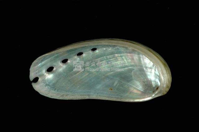 驢耳鮑螺藏品圖，第4張