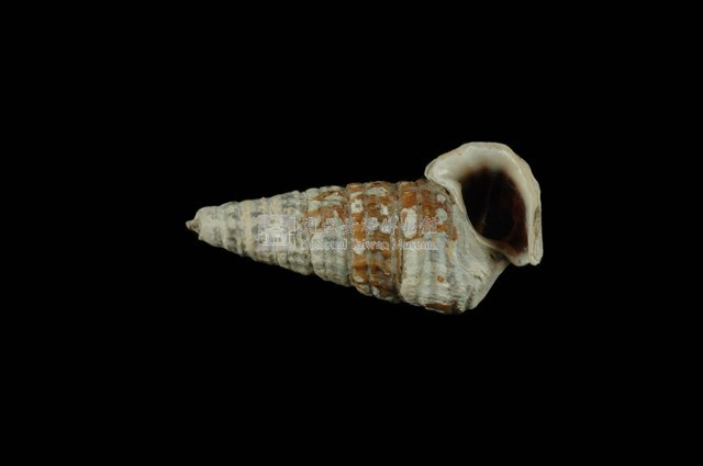 栓海蜷藏品圖，第4張