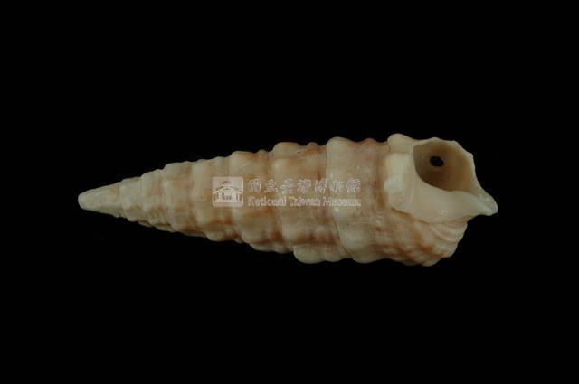 太平洋蟹守螺藏品圖，第4張
