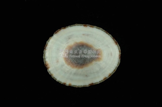 斗笠螺藏品圖，第4張