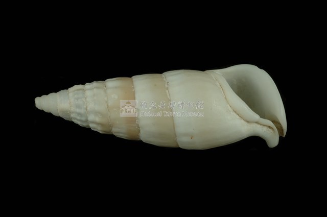 竹筍蟹守螺藏品圖，第4張