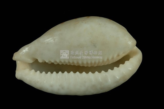 花鹿寶螺藏品圖，第4張