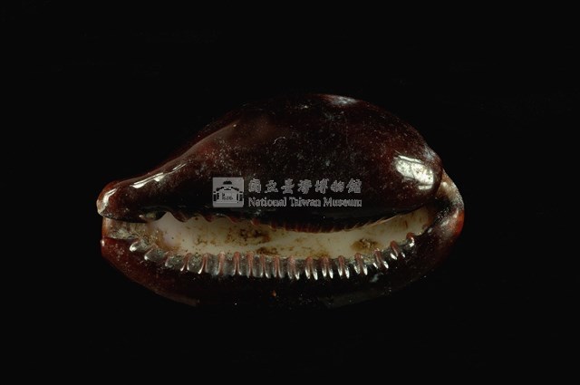 瑪瑙寶螺藏品圖，第4張