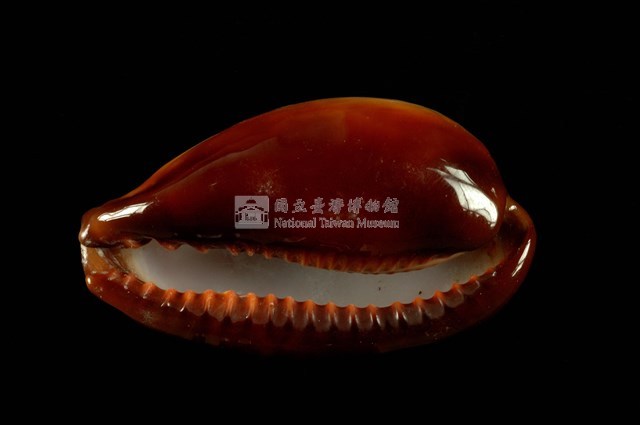 瑪瑙寶螺藏品圖，第4張