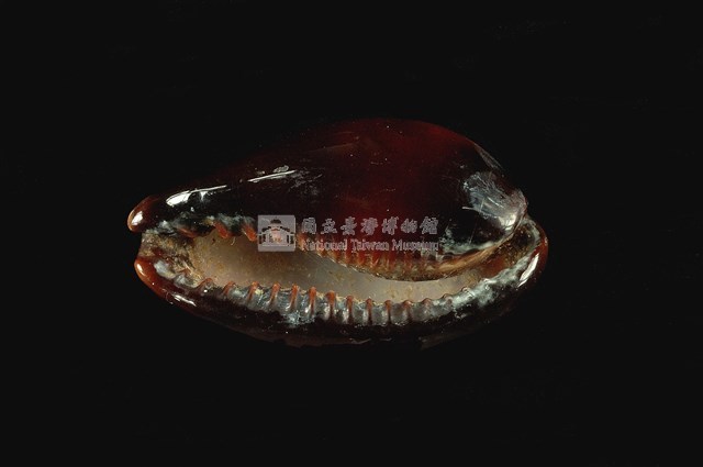 瑪瑙寶螺藏品圖，第4張