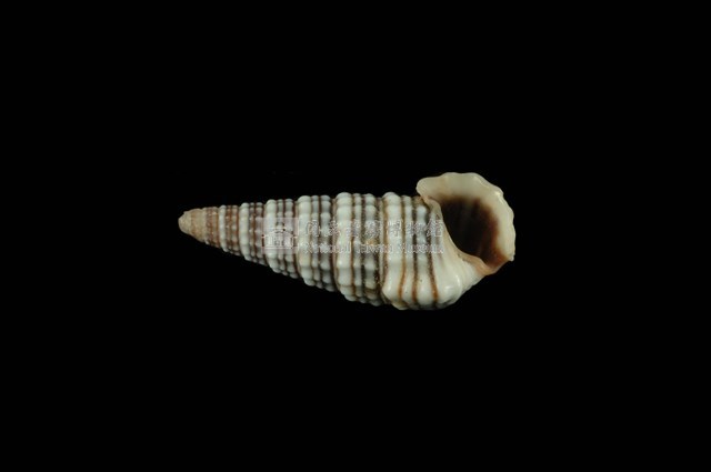 栓海蜷藏品圖，第4張
