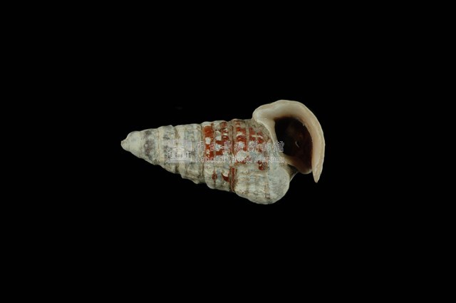 栓海蜷藏品圖，第4張