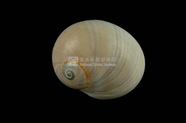 大玉螺藏品圖，第1張