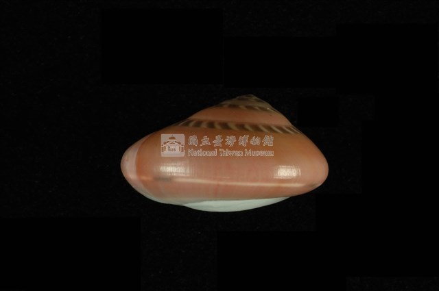 彩虹䗉螺藏品圖，第1張