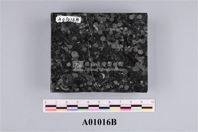 大型有孔蟲藏品圖，第1張
