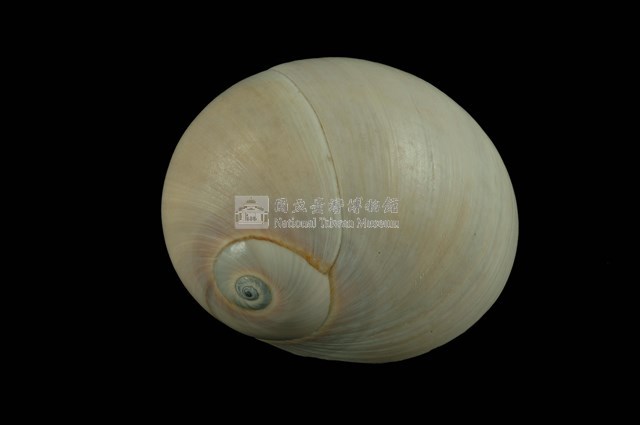 大玉螺藏品圖，第1張