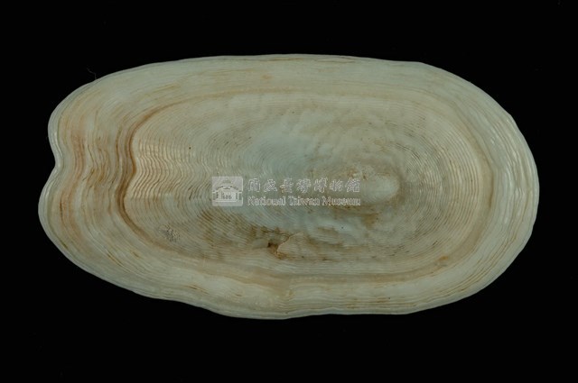 鴨嘴螺藏品圖，第1張
