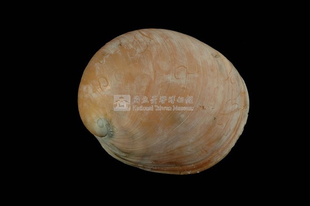 扁球玉螺藏品圖，第1張