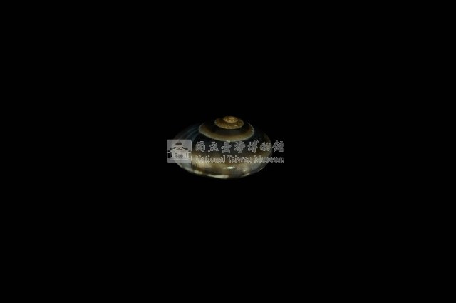 彩虹䗉螺藏品圖，第1張